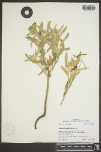 Solanum elaeagnifolium image