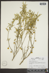 Solanum elaeagnifolium image