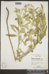 Solanum elaeagnifolium image