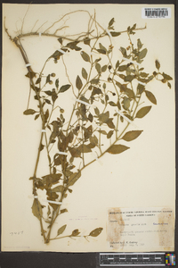 Solanum gracile image