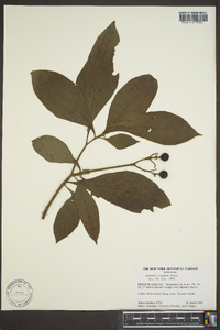 Solanum rugosum image