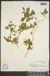 Solanum pseudocapsicum image