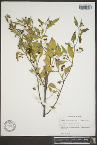 Solanum ptychanthum image