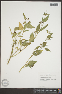 Solanum ptychanthum image