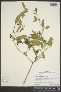 Solanum ptychanthum image