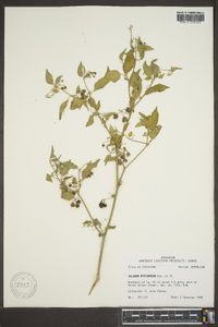 Solanum ptychanthum image