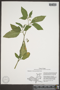 Solanum ptychanthum image