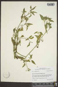 Solanum ptychanthum image