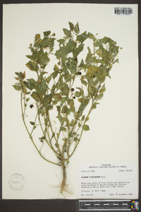 Solanum ptychanthum image