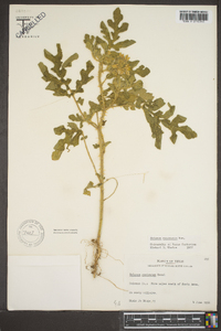 Solanum rostratum image