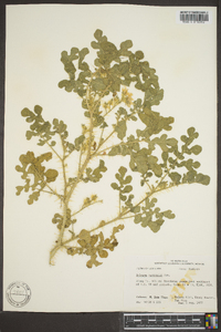 Solanum rostratum image