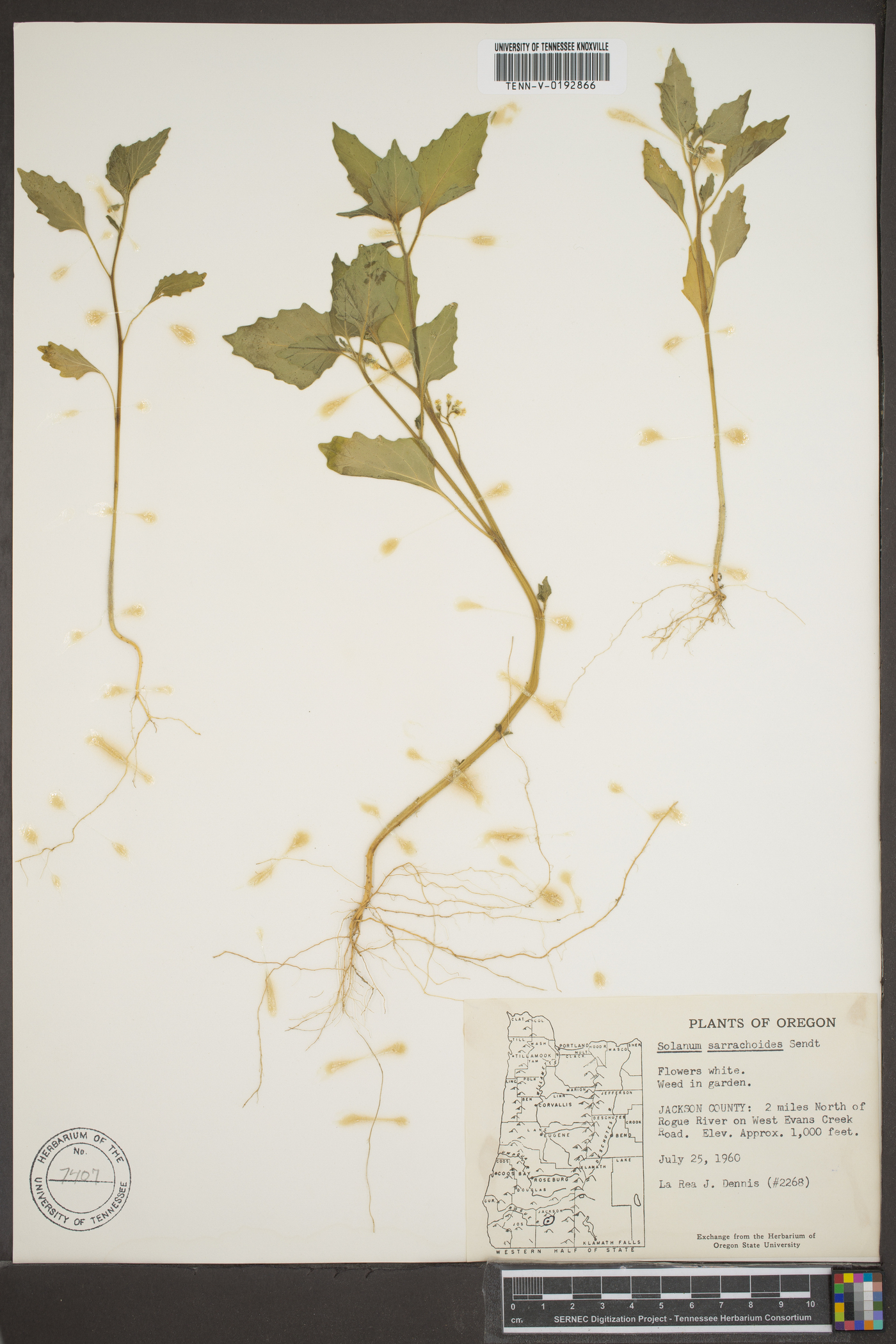 Solanum sarrachoides image