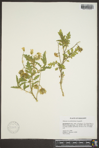 Solanum sisymbriifolium image