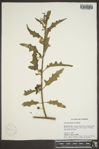 Solanum tampicense image