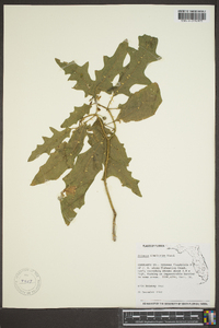 Solanum tampicense image