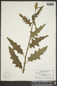 Solanum tampicense image