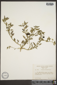 Solanum triflorum image