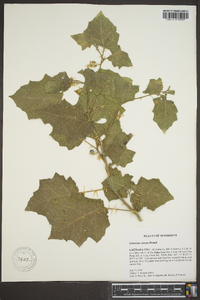 Solanum viarum image