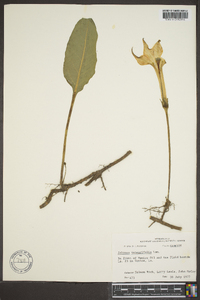 Jaborosa integrifolia image