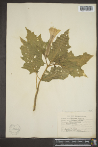 Datura stramonium image