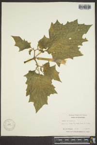 Datura stramonium image