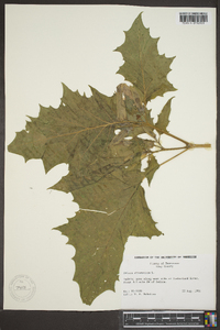 Datura stramonium image