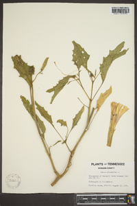 Datura stramonium image