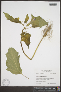 Datura stramonium image