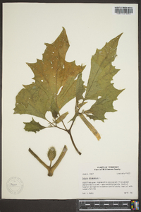 Datura stramonium image