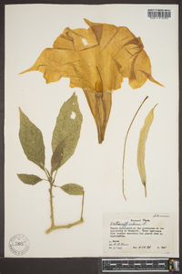 Datura arborea image