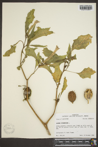 Datura stramonium image