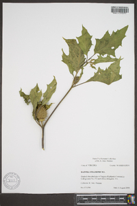 Datura stramonium image