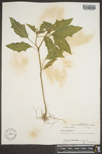 Datura stramonium image