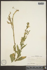 Nicotiana obtusifolia var. obtusifolia image