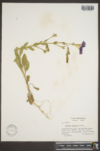 Petunia violacea image
