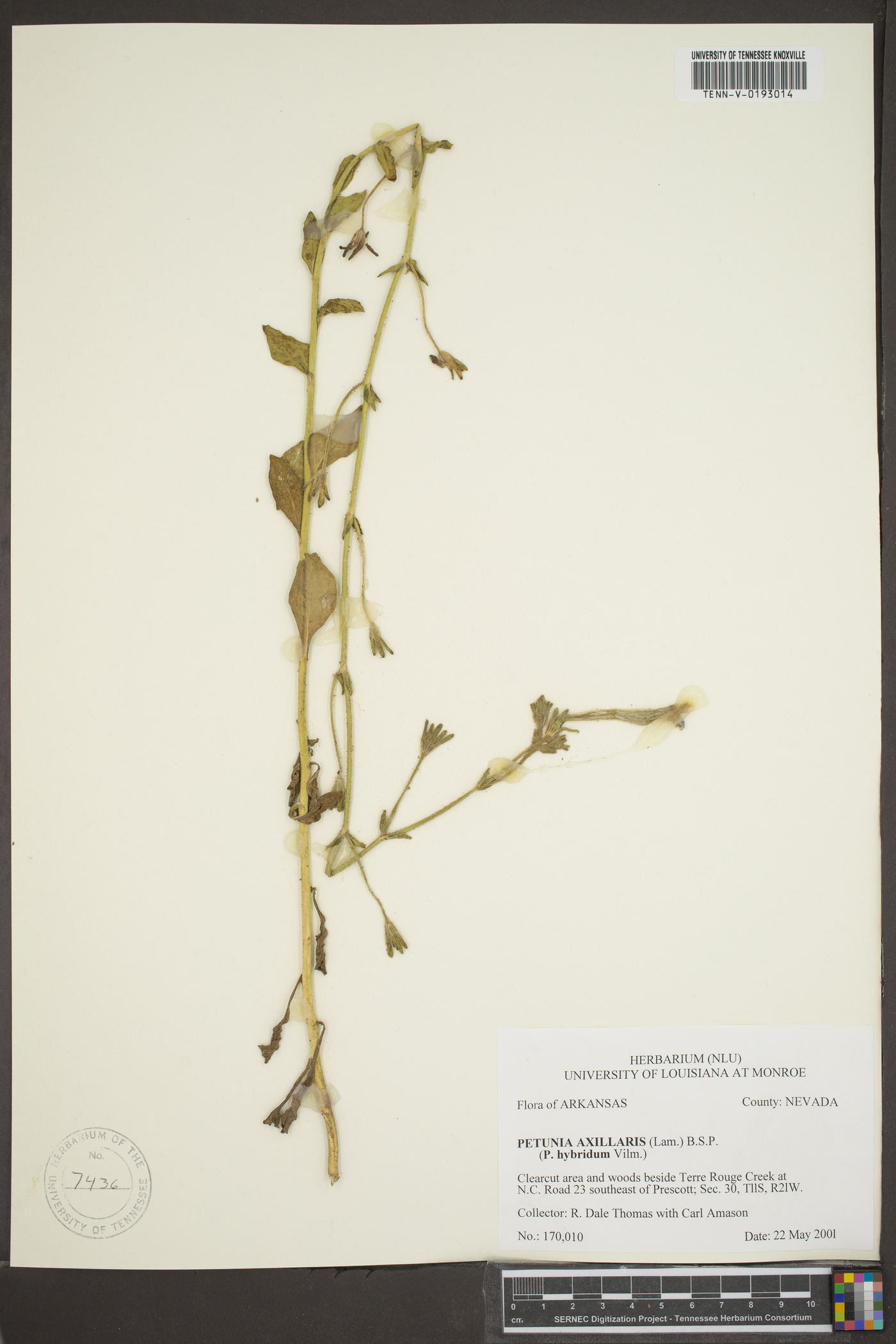 Petunia axillaris image