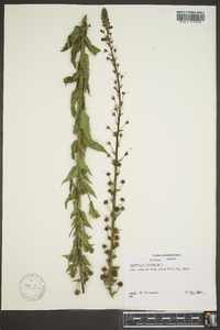 Verbascum blattaria image