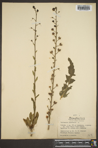 Verbascum blattaria image