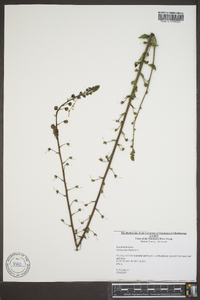 Verbascum blattaria image