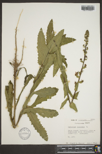 Verbascum blattaria image