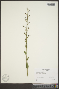 Verbascum blattaria image