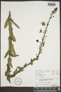 Verbascum blattaria image