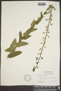 Verbascum blattaria image