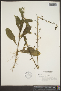 Verbascum blattaria image