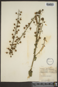 Verbascum blattaria image