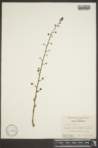 Verbascum blattaria image