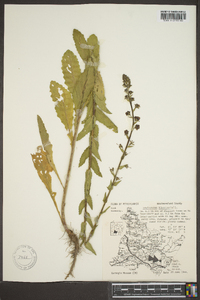 Verbascum blattaria image