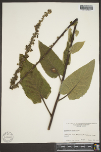 Verbascum lychnitis image