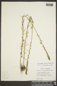 Nuttallanthus texanus image