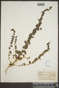 Linaria elatine image